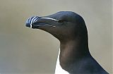 Razorbill